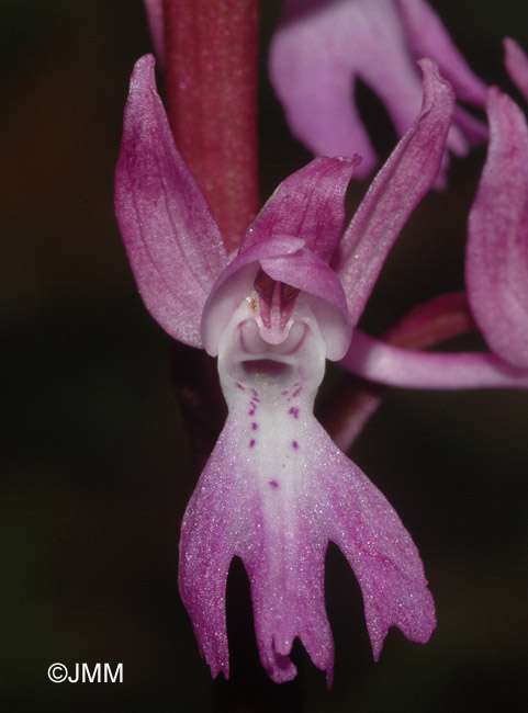 Orchis ovalis