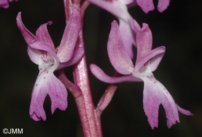 Orchis ovalis