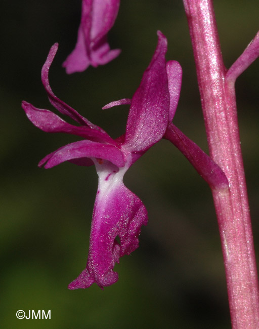 Orchis ovalis