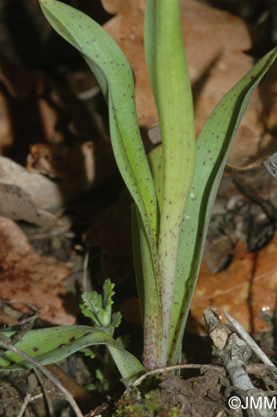 Orchis ovalis