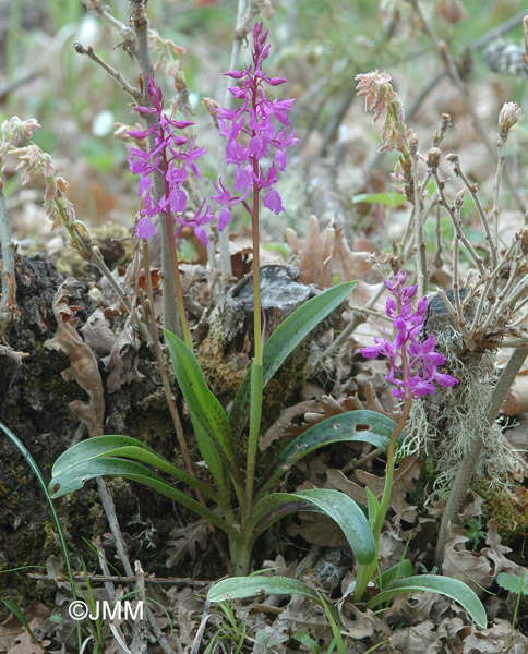 Orchis ovalis