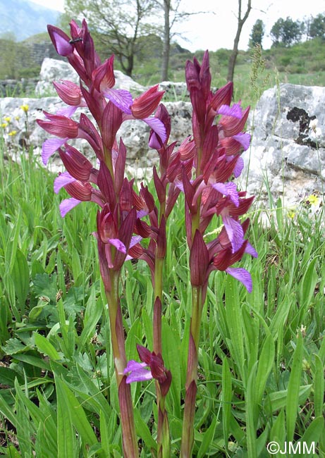 Orchis papilionacea var.  papilionacea