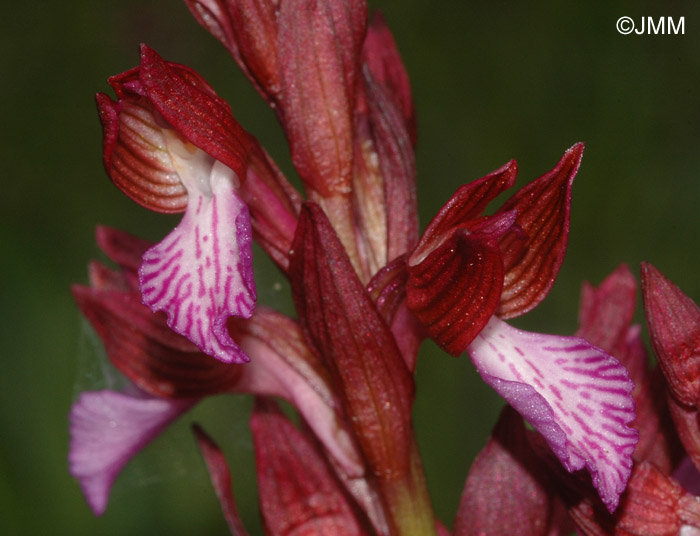 Orchis papilionacea var.  papilionacea