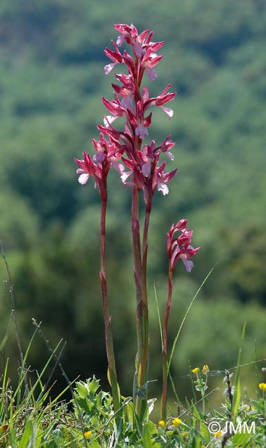 Orchis papilionacea var. alibertis