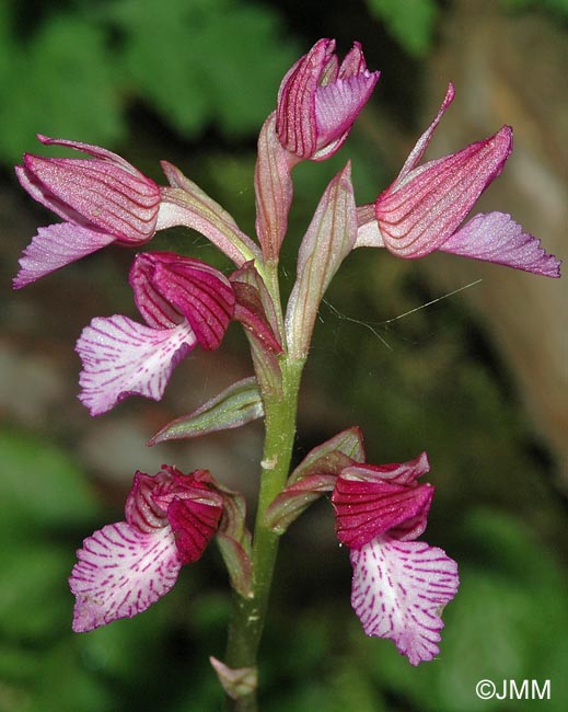 Orchis papilionacea var. alibertis