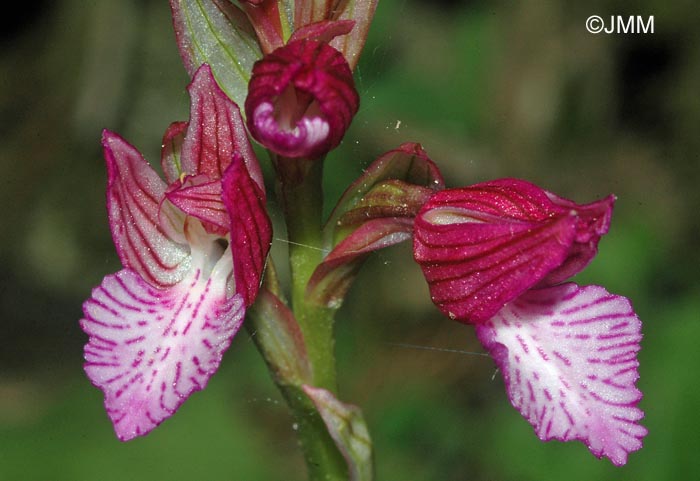 Orchis papilionacea var. alibertis