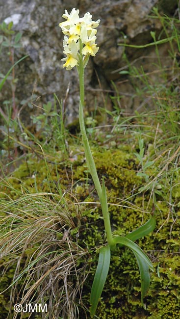 Orchis pauciflora