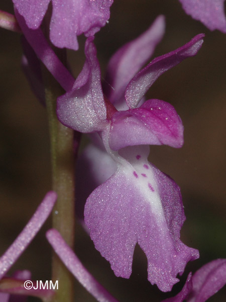 Orchis pinetorum