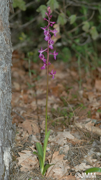 Orchis pinetorum