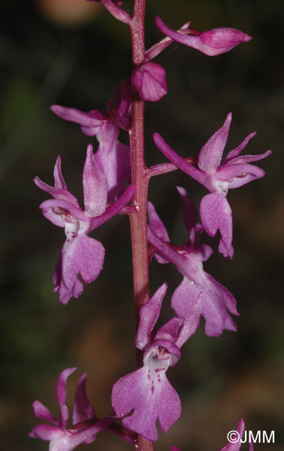 Orchis pinetorum