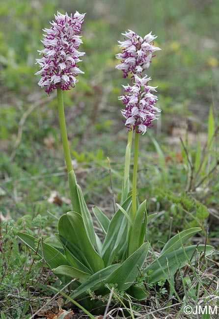 Orchis simia