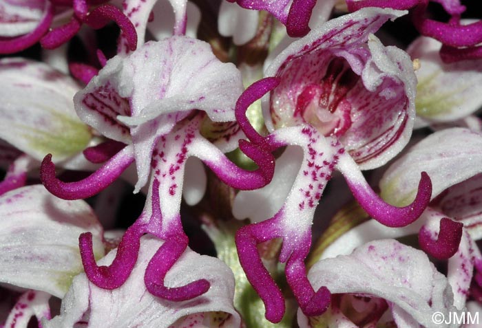 Orchis simia