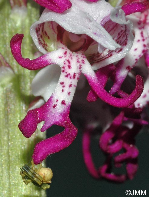 Orchis simia