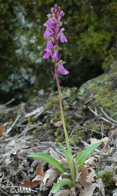 Orchis spitzelii