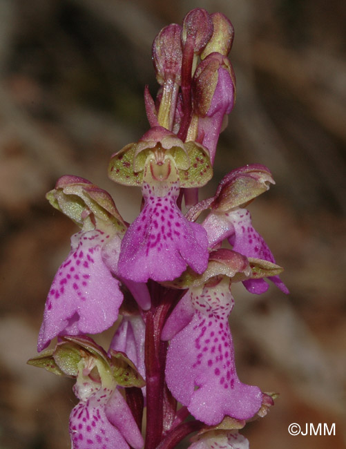 Orchis spitzelii