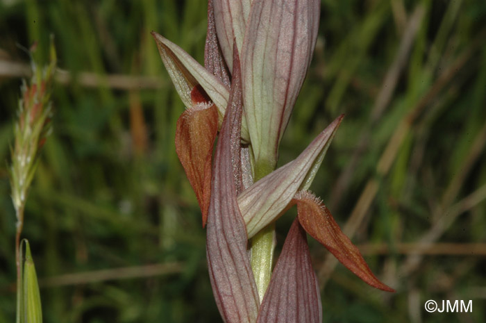 Serapias bergonii