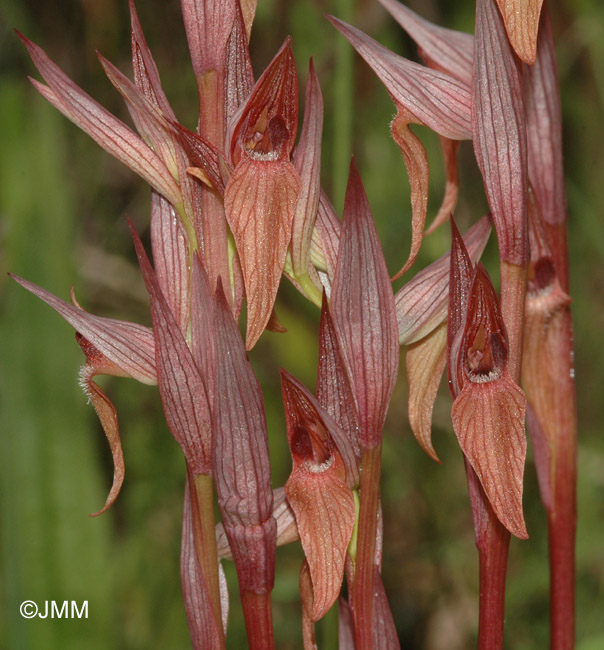 Serapias bergonii