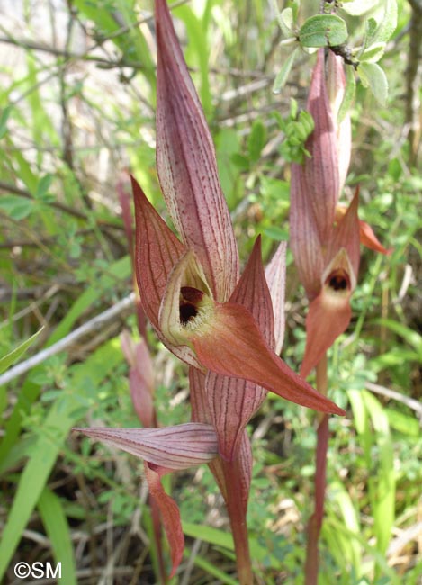 Serapias longipetala = Serapias vomeracea subsp. longipetala