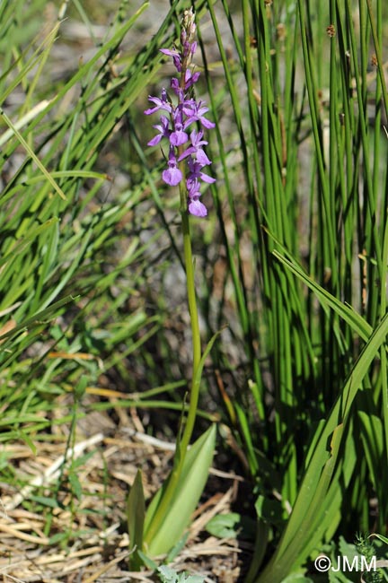 Dactylorhiza elata var. durandii