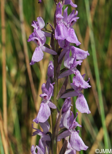 Dactylorhiza elata var. durandii