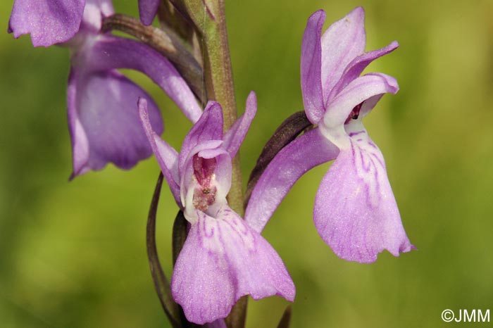 Dactylorhiza elata var. durandii