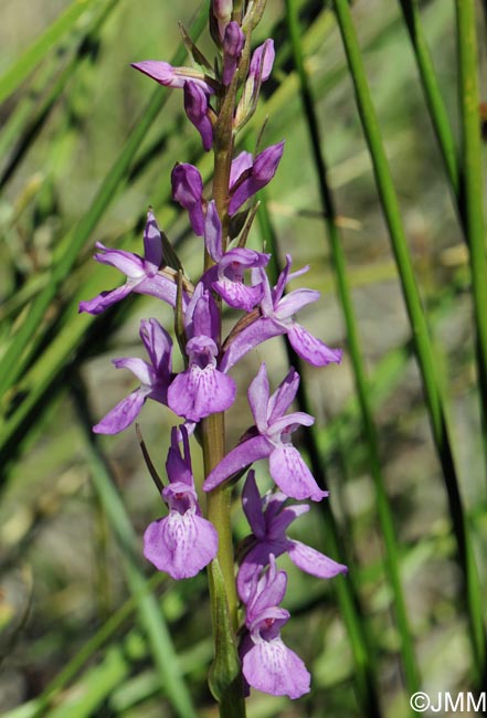 Dactylorhiza elata var. durandii