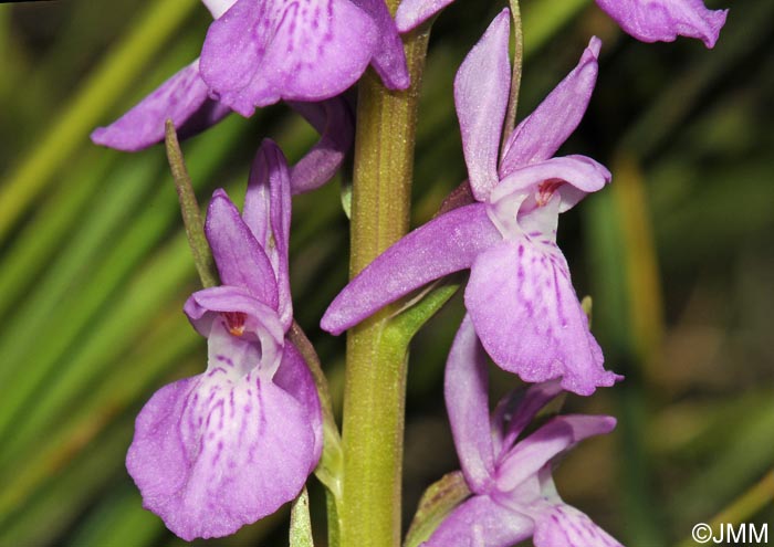 Dactylorhiza elata var. durandii