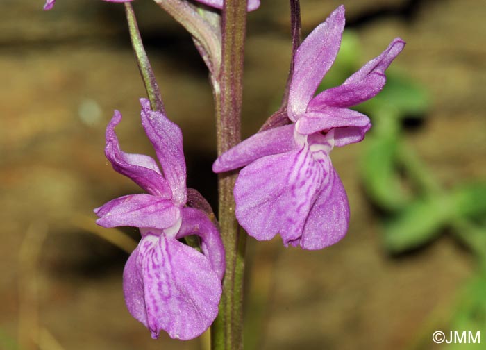 Dactylorhiza elata var. durandii