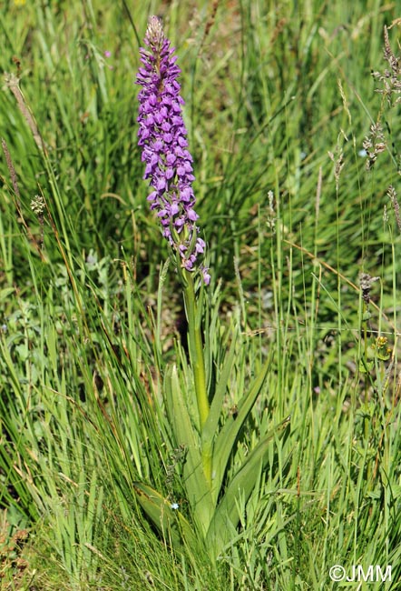 Dactylorhiza elata var. durandii