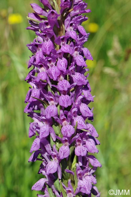 Dactylorhiza elata var. durandii