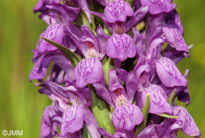 Dactylorhiza elata var. durandii