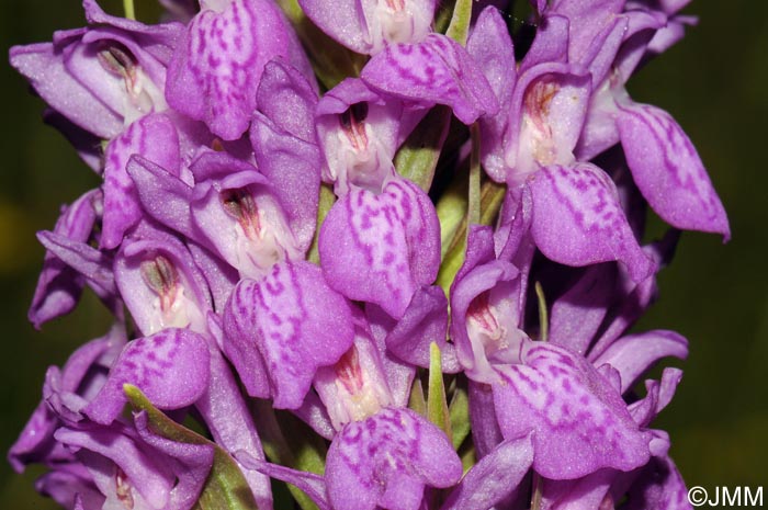 Dactylorhiza elata var. durandii