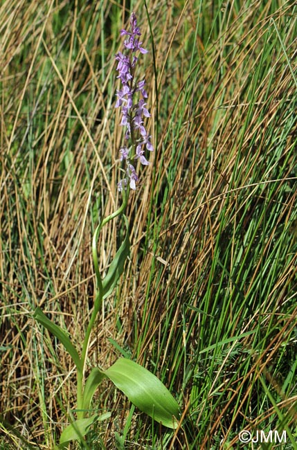 Dactylorhiza elata var. durandii