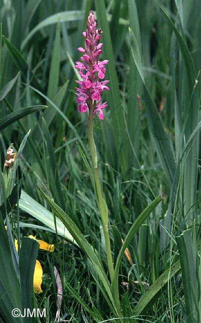 Dactylorhiza elata var. sesquipedalis