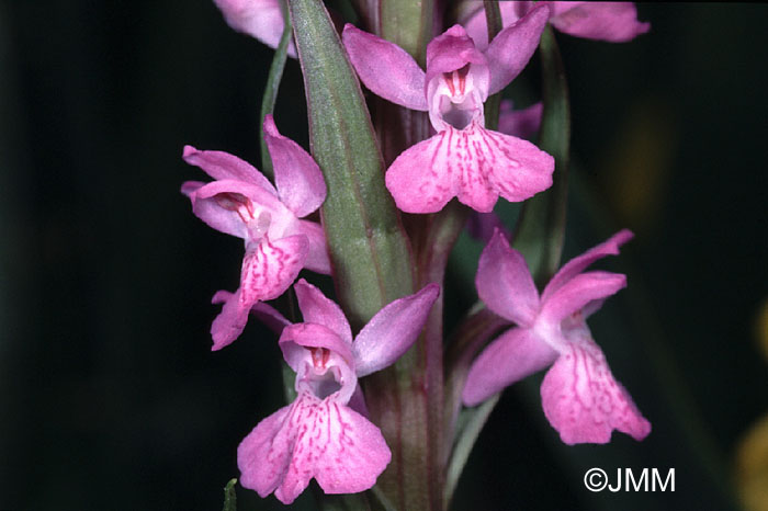 Dactylorhiza elata var. sesquipedalis