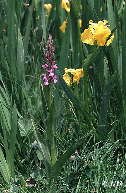 Dactylorhiza elata var. sesquipedalis & Iris pseudacorus