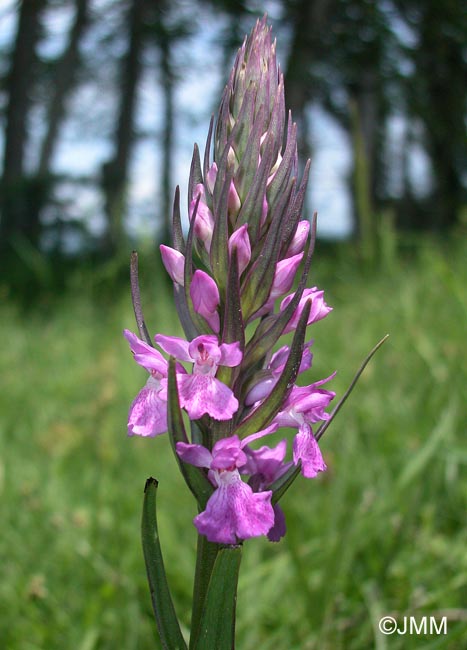 Dactylorhiza elata var. sesquipedalis