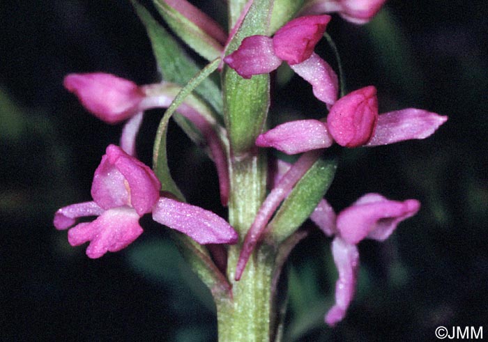 Gymnadenia conopsea var. conopsea