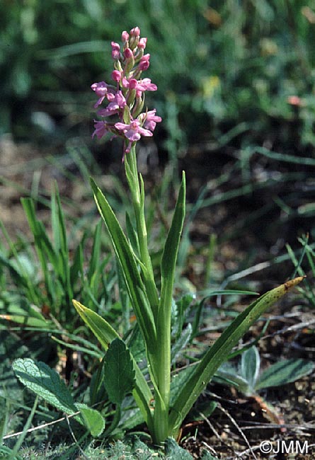 Gymnadenia conopsea var. conopsea