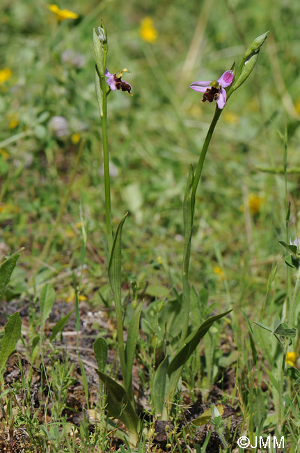 Ophrys apifera f. almaracensis