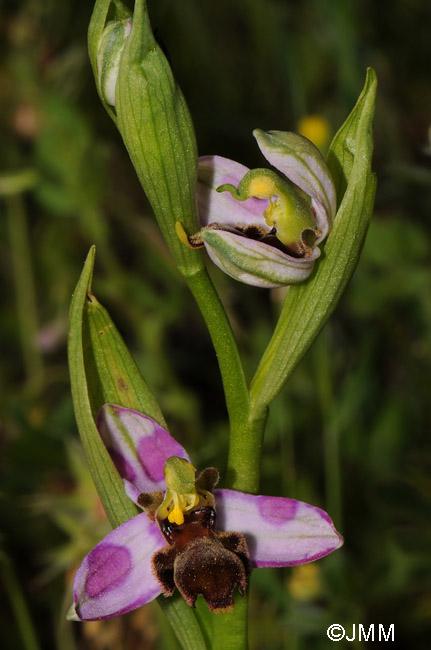 Ophrys apifera f. almaracensis