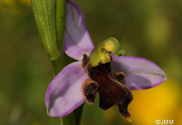 Ophrys apifera f. almaracensis