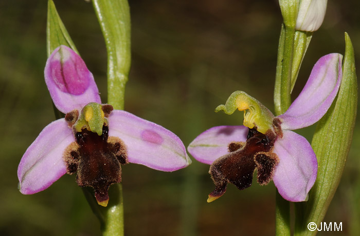 Ophrys apifera f. almaracensis