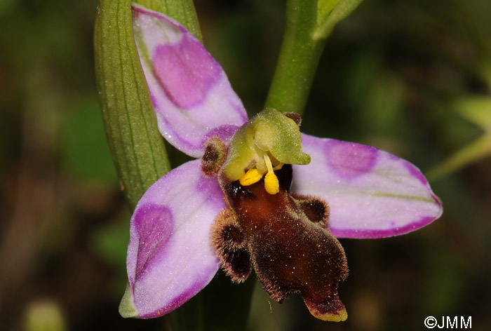 Ophrys apifera f. almaracensis