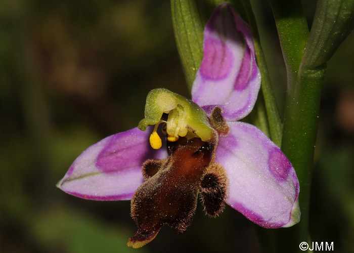 Ophrys apifera f. almaracensis