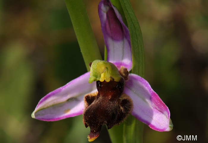 Ophrys apifera f. almaracensis