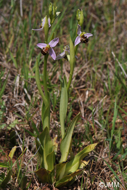 Ophrys apifera