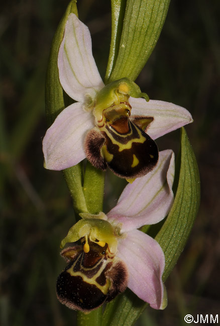 Ophrys apifera