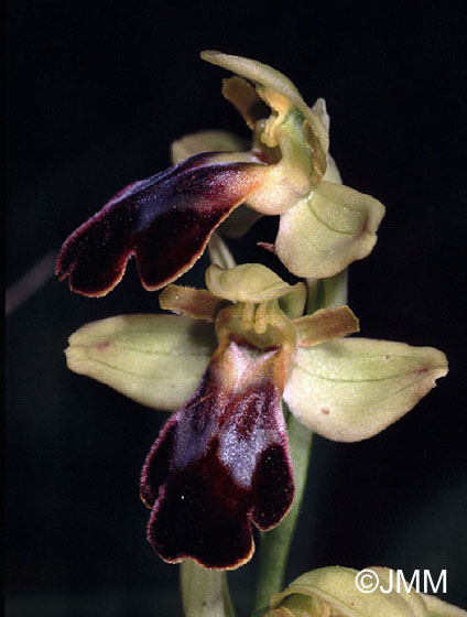 Ophrys arnoldii