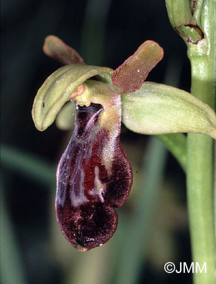 Ophrys arnoldii x passionis.jpg (59326 octets)